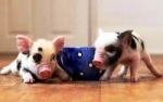 Dogs Mini Piglets- Lindsays Famous Mini Pigs